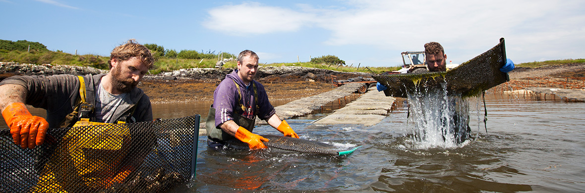 Oysters-in-ireland-strip-two-new