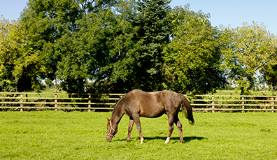 Caballo pastando en un prado en el Irish National Stud, en Kildare.