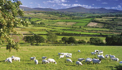ni-year-of-food-we-recommend