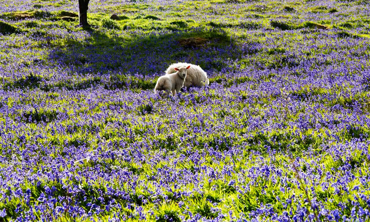 top-things-to-do-spring-bg-glenariff