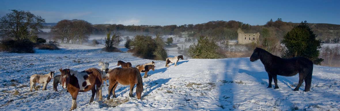winter-images-horses