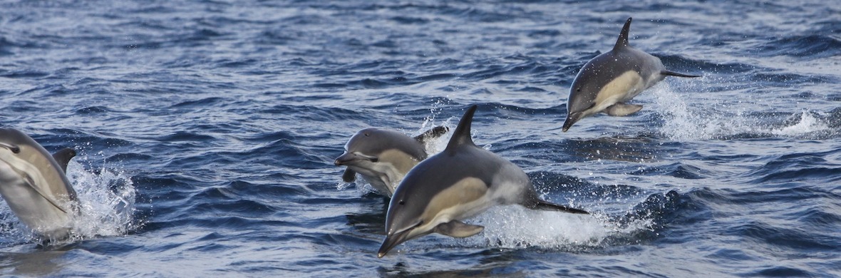 Groep dolfijnen springt door de golven bij West Cork in diepblauw water.