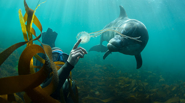 w800_scuba_HERO