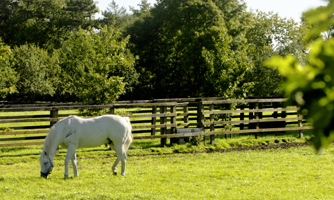 w301_a_whats_available_equestrian_stud_bg