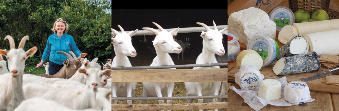 St-Tola-Goat-Cheese