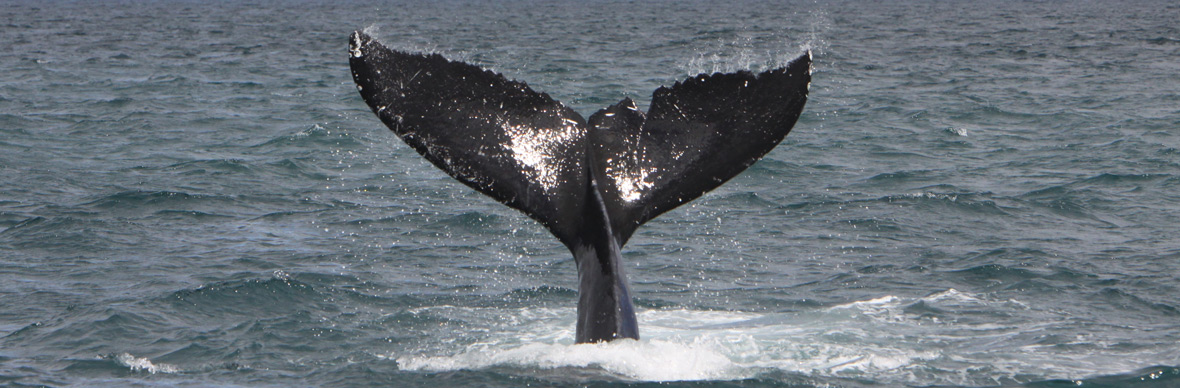mm_ten-autumn_whales