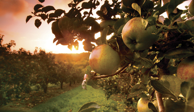 ni-treats-apples-we-recommend