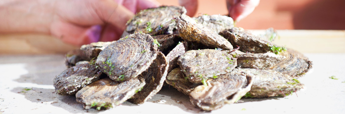 Fresh oysters piled on a tray, ready to be shucked at the Galway International Oyster Festival.