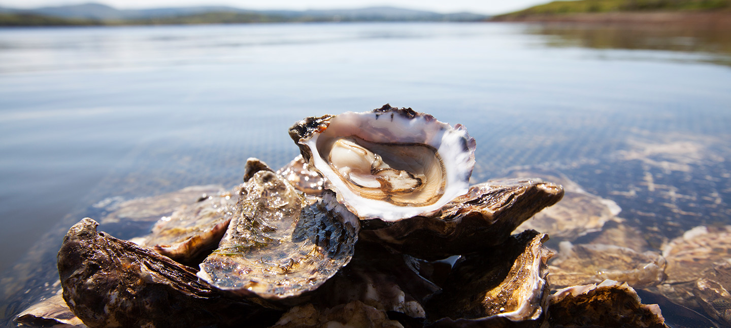 Oysters-in-ireland-backgroun-new