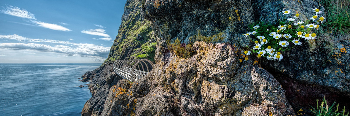 Schmaler Gehweg von Klippenpfad The Gobbins der an der felsigen Küste von Antrim entlangführt, mit Gänseblümchen im Vordergrund.