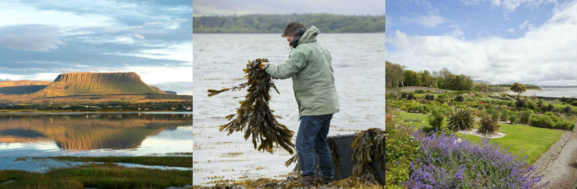 Ben Bulben mountain view, man harvesting seaweed, and landscaped gardens by the sea in Sligo.