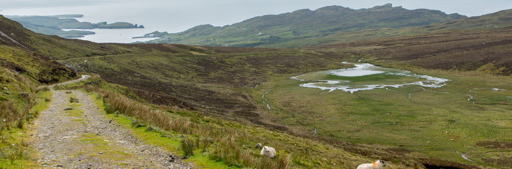 Grasbewachsener Trail der sich die Slieve League-Klippen hinaufschlängelt, mit grasenden Schafen und in der Ferne sichtbarer Küstenlinie.