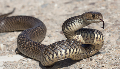 Serpent aux écailles ornées et à la langue fourchue, lié à la légende de Saint Patrick bannissant les serpents.