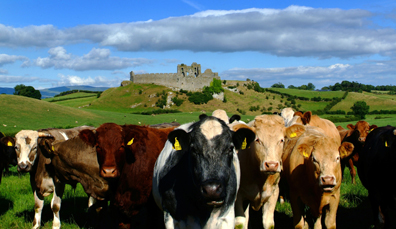 A herd of cows stands in a green field with the ruined Castle Roche visible on a distant hilltop.