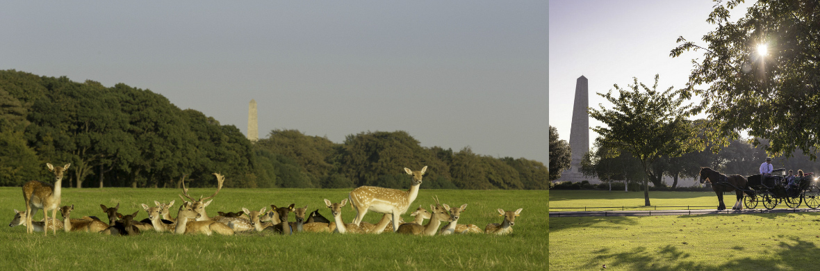 deer-strip