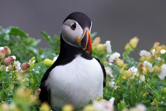 at-one-with-nature-teaser-puffin