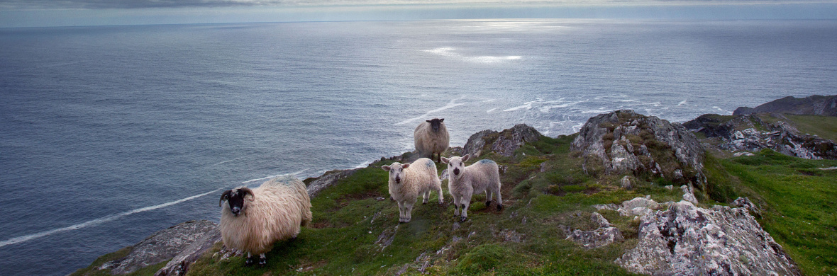 cork-sheepshead-strip