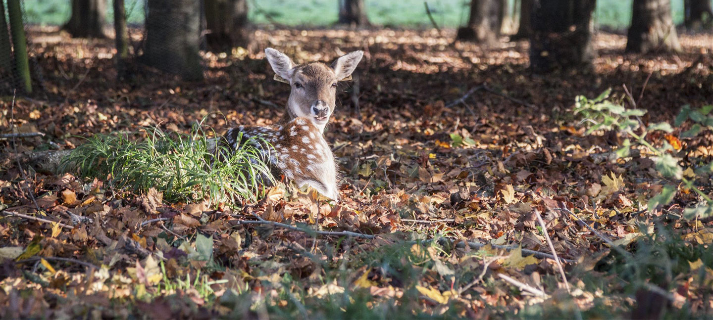 animals-of-ireland-fawn-bg