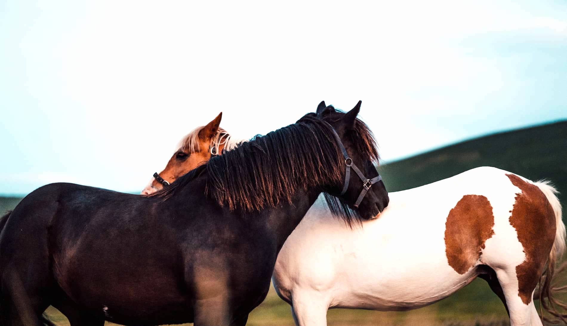 my-ireland-horses-wild-atlantic-way-3
