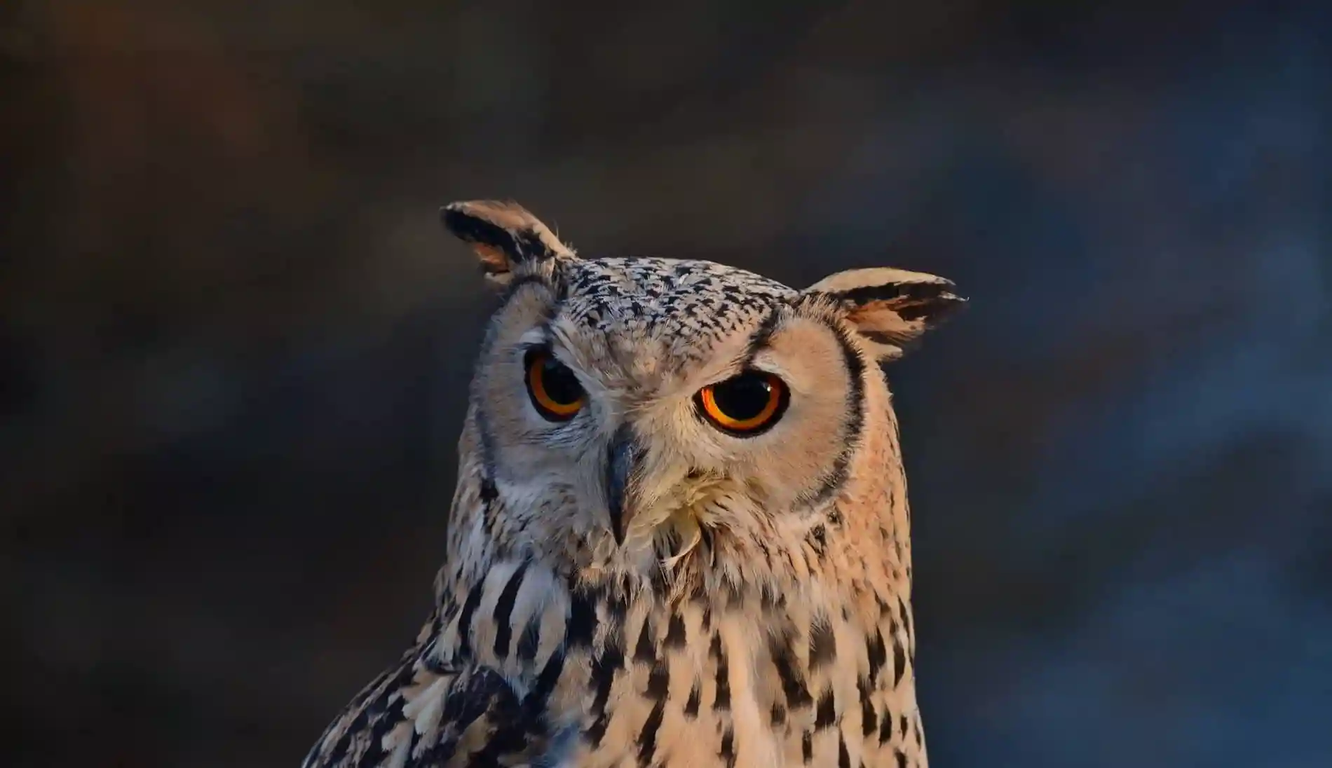 my-ireland-owl-doneraile-court-and-wildlife-park-county-cork