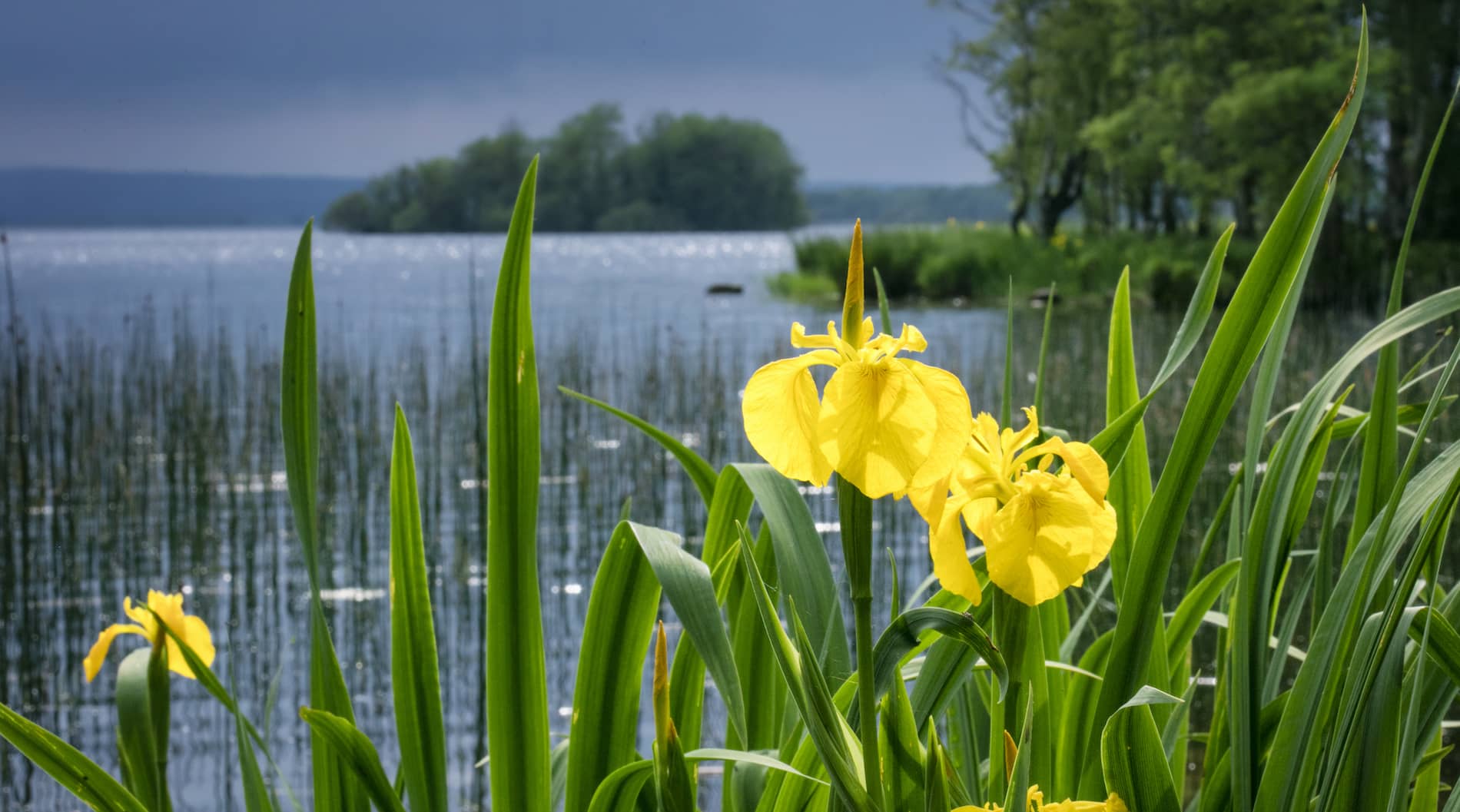 my-ireland-yellow-flowers-lake-portumna-county-galway