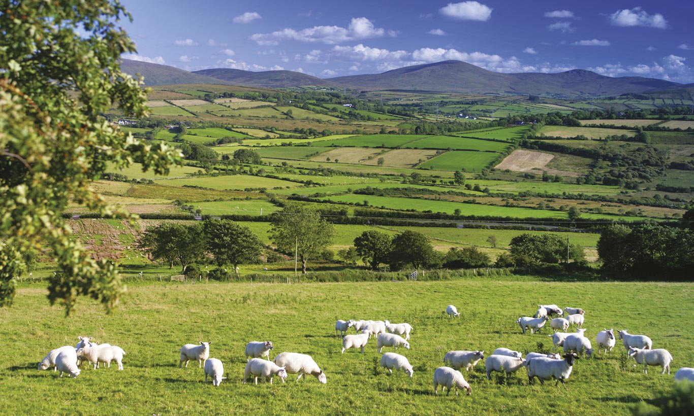 Sheep1