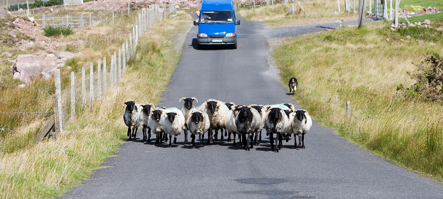 sheep2