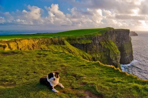 do dogs need passport for southern ireland