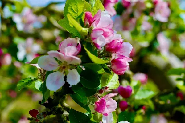Unique Apple Blossom Experience