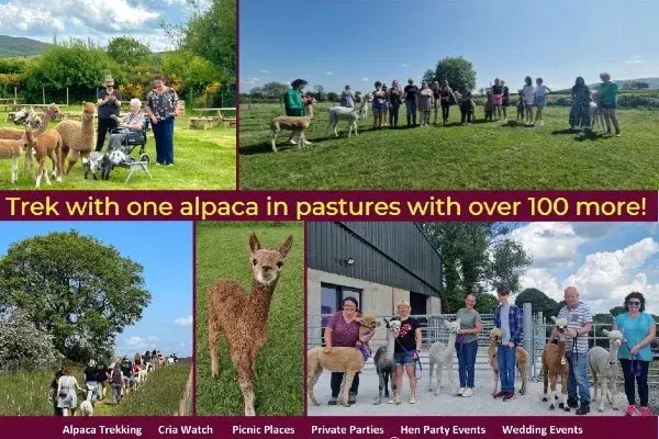 Alpaka-Paddock-Spaß - Vlies, Fell und Federn!
