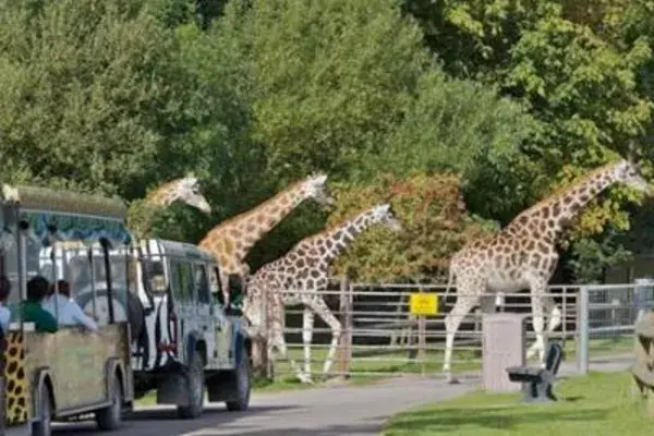Fota Wildlife Park Family Package