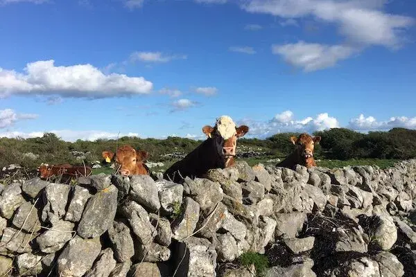 Highlights der irischen Insel – individuell