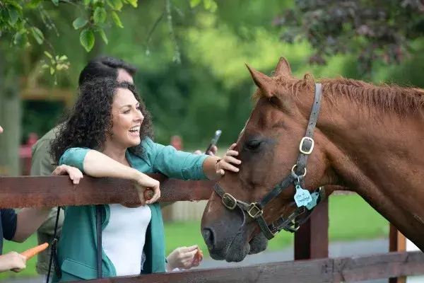 Explore the world of the horse
