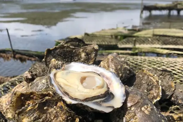 Inside Ireland's Food Stories