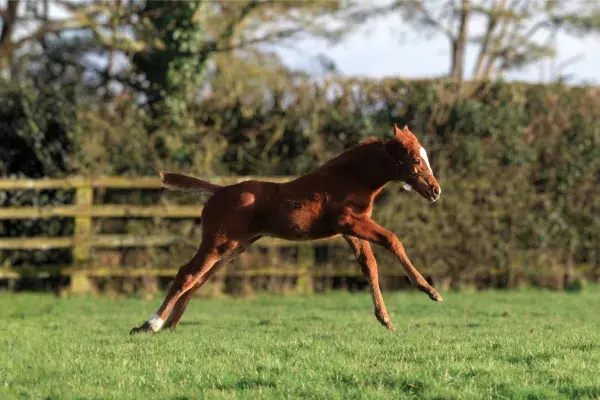 Spring to Life at the Irish National Stud