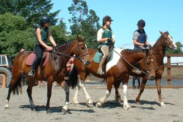 Reit-&Sprachferien f&uuml;r alleinreisende Kinder