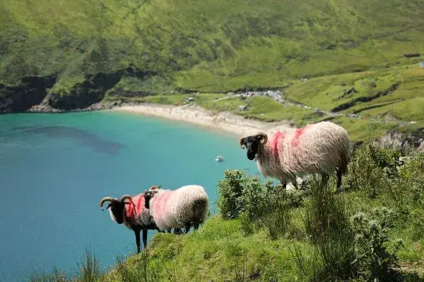 Groepsrondreis Ierland met Sawadee Reizen