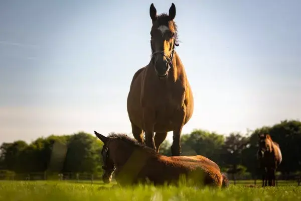 Irish National Stud & Gardens&colon; -10&percnt;