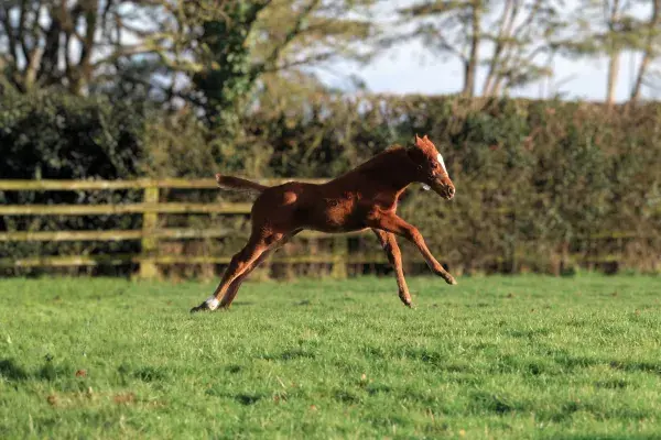 Printemps au Irish National Stud & jardins