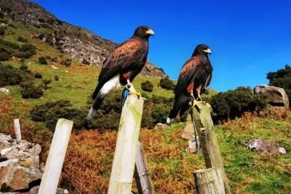 Hunting with Hawks -  Cooking with Fire