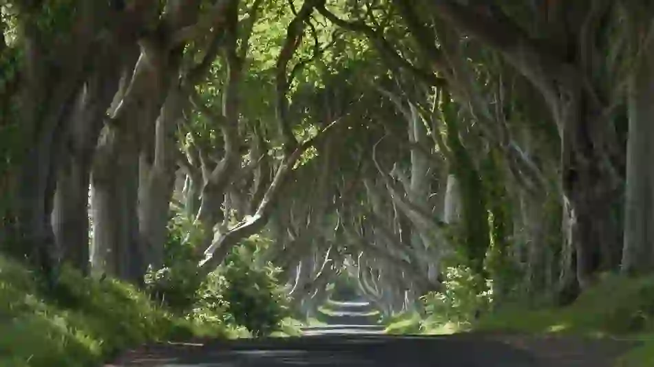 great-ireland-roadtrips-got-dark-hedges-antrim