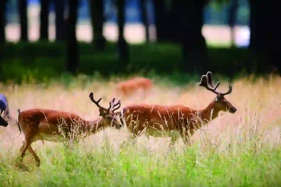 Wildlife-Deer-Phoenix-Park-bg-cms