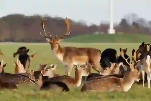 Wildlife-deer-phoenix-park-insetcms