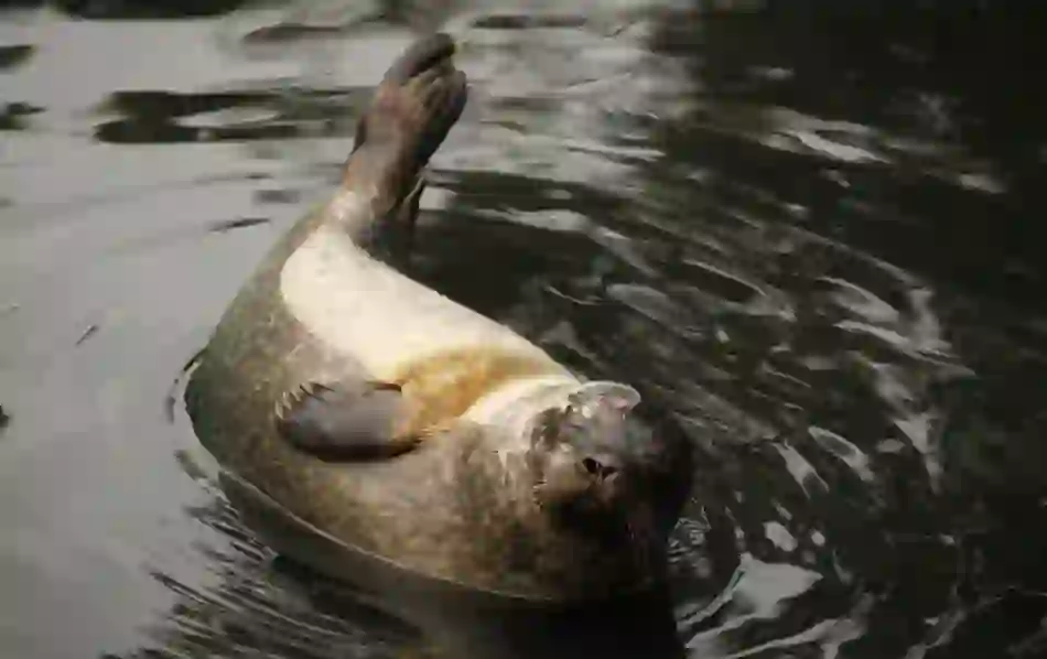 5-ways-ireland-seal