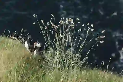 Wildlife-Puffins-Rathlin-insetcms