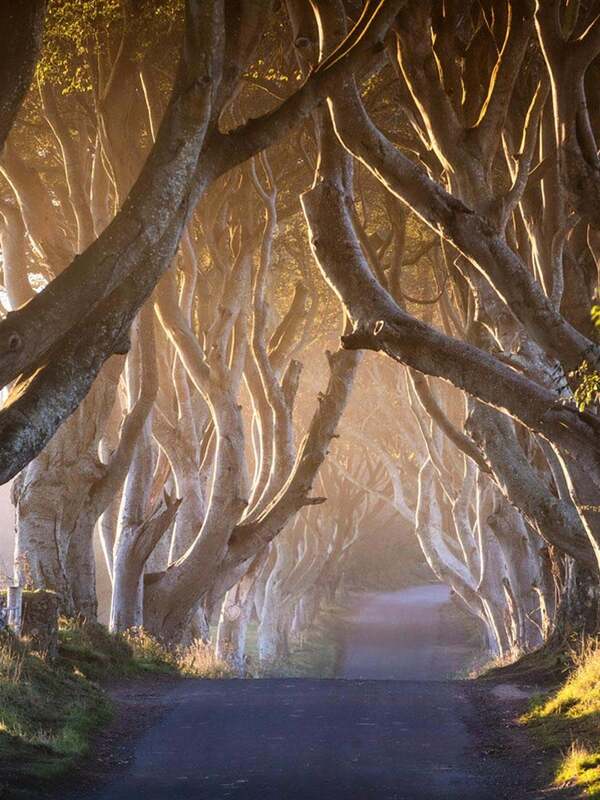 The Dark Hedges, County Antrim