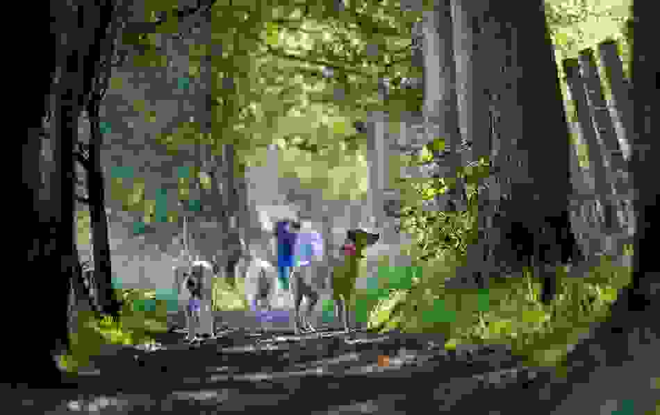 carnfunnock-country-park-county-antrim-dogs