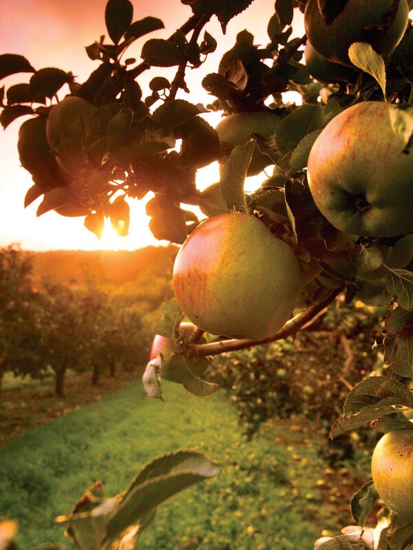 Close-up of apples on a tree in an orchard at sunset in County Armagh.