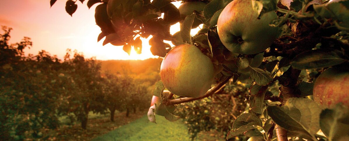 armagh-orchard-sunset
