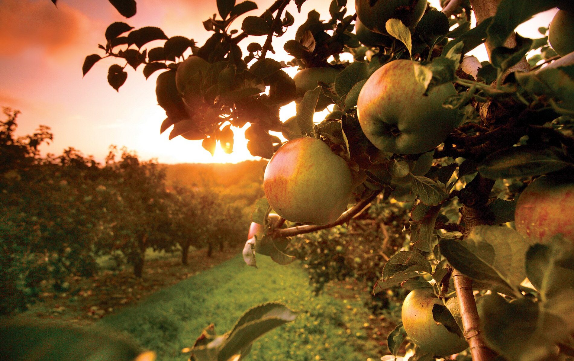 armagh-orchard-sunset